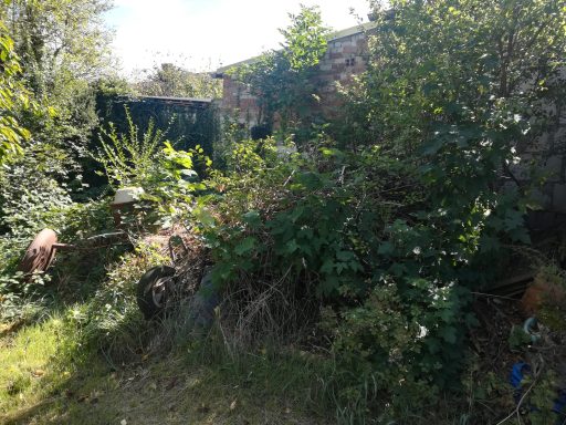 Überwucherte Pflanzen und Sträucher in einem Garten mit historischen Mauern im Hintergrund.